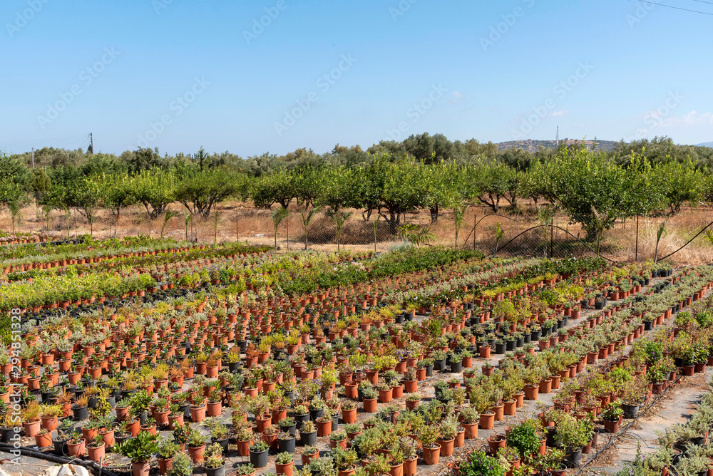 Malia, Crete, Greece. September 2019. Potted plants growing outdoors on  a commercial scale for selling to garden centres.