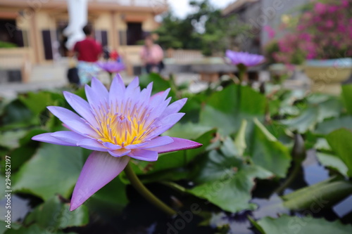 Quadro em tela Water lily or Nymphaea nelumbo in a pond
