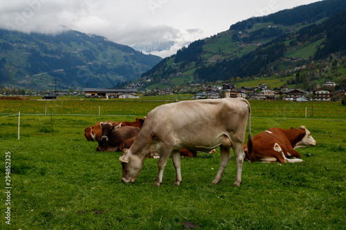 Austrian cow grazing in an alpine meadow, mountains in the background