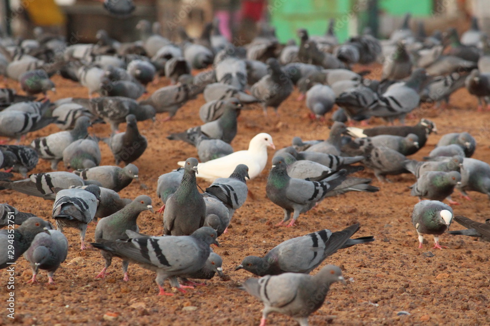 Fototapeta premium single white dove in the group of doves. Elliot's beach / Besant Nagar Beach Chennai.
