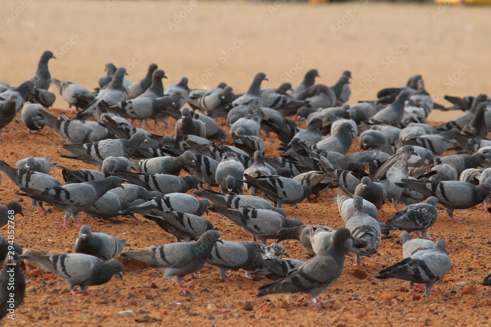 Obraz premium Doves are flying in the beach. Elliot's beach / Besant Nagar Beach Chennai.