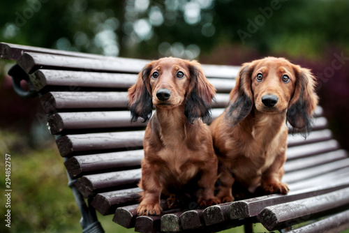 two dachshund puppies posing on a bench photo