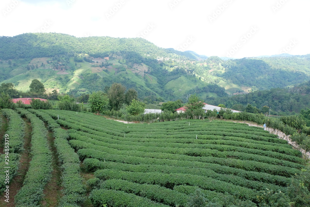 woman plucking tea leaf in organic tea plantation