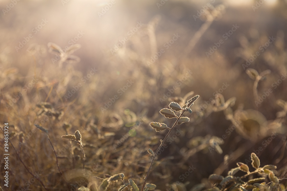 Morning sunlight through the grass Stock Photo | Adobe Stock