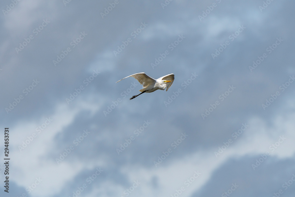 Fototapeta premium 雲上の青空への飛翔
