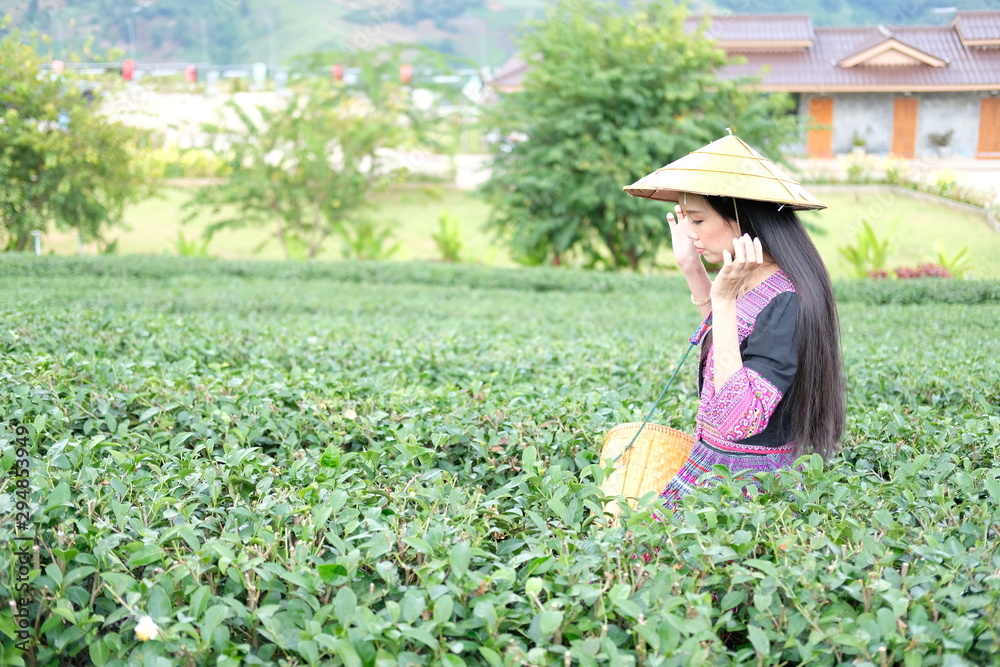 beautiful woman plucking  tea leaves in Tea plantation