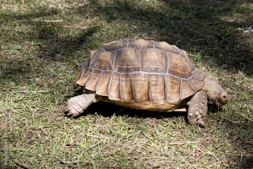this is a side view of an aldabra giant tortoise this is a side view of an aldabra giant tortoise