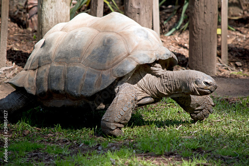 this is a side view of an aldabra giant tortoise