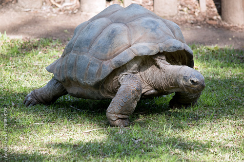 this is a three quarter view of a aldabra giant tortoise