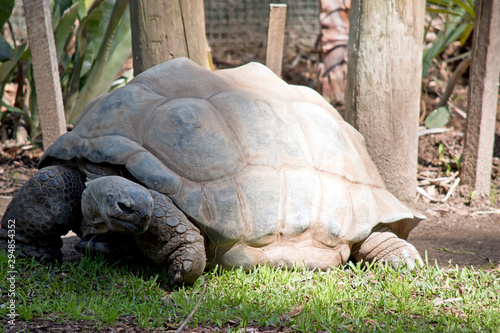 the aldabra giant tortois is changing direction