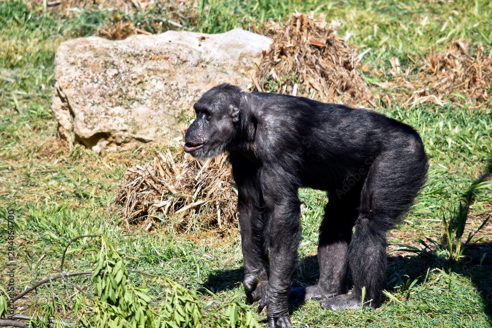 this is a side view of a chimpanzee this is a side view of a chimpanzee