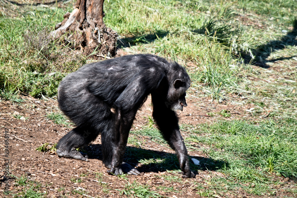 this is a side view of a chimpanzee