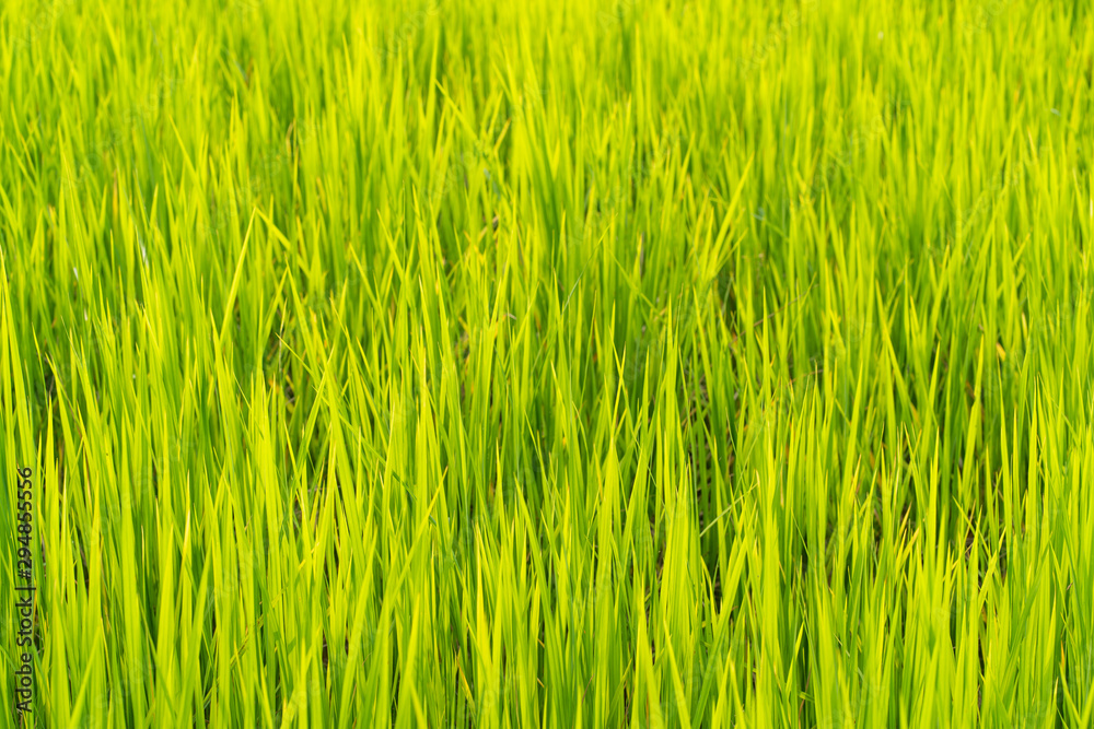 Green grass rice fields background Green grass rice fields background
