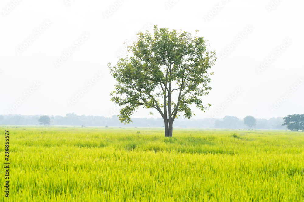 Obraz premium Big tree with green grass rice fields