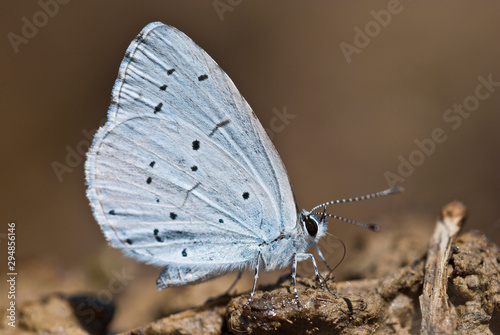 Holly blue (Celastrina argiolus) butterfly sucks mineral salts and other nutrients out of the moist soil and shows the bottom side of the wings. photo