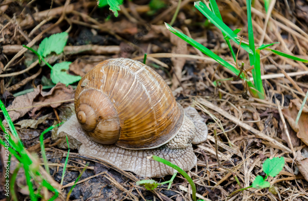 big snail with a house among the foliage big snail with a house among the foliage