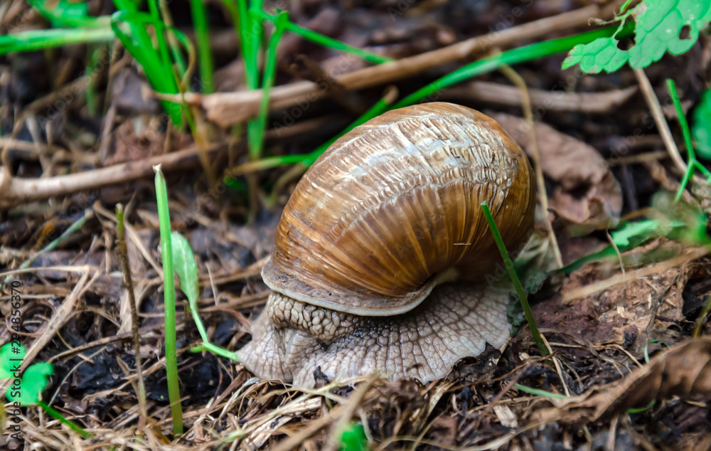 big snail with a house among the foliage big snail with a house among the foliage