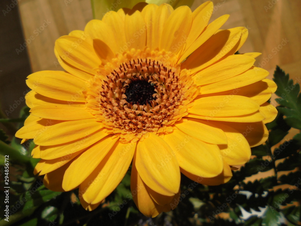 Fototapeta premium Flores varias