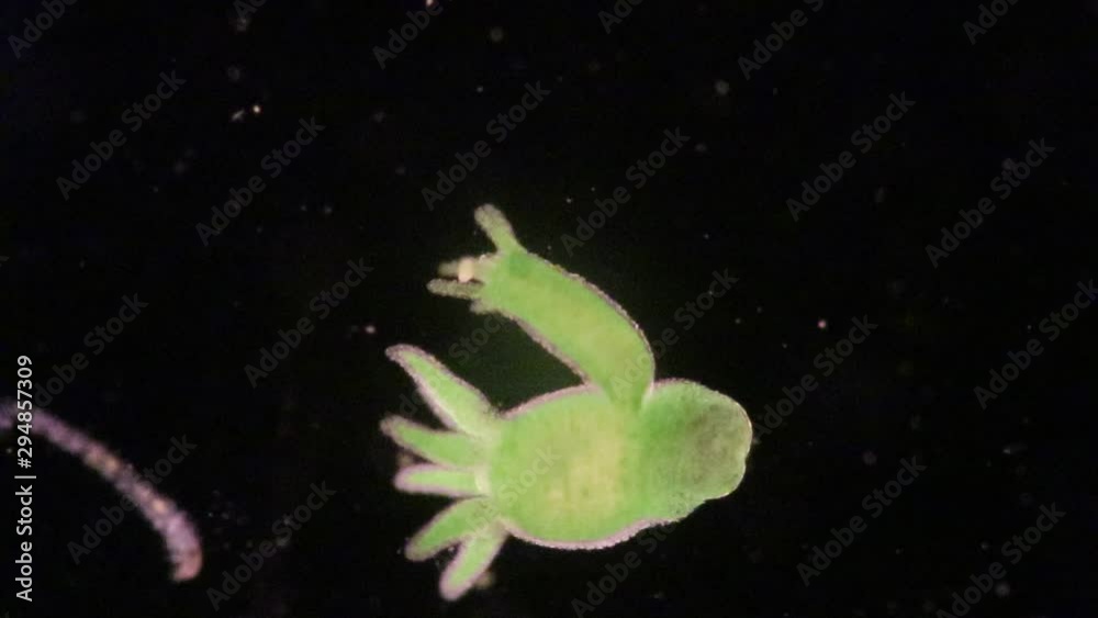Hydra is a genus of small, fresh-water animals of the phylum Cnidaria and class Hydrozoa under the microscope for education. Hydra is a genus of small, fresh-water animals of the phylum Cnidaria and class Hydrozoa under the microscope for education.