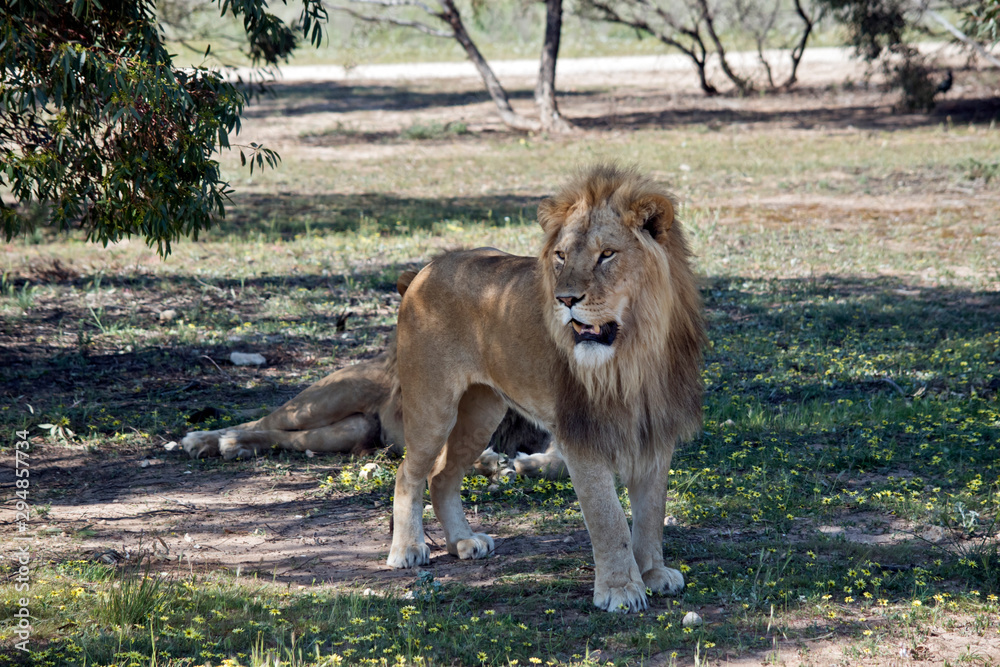 Naklejka premium the lion is standing guard while the other lion rests