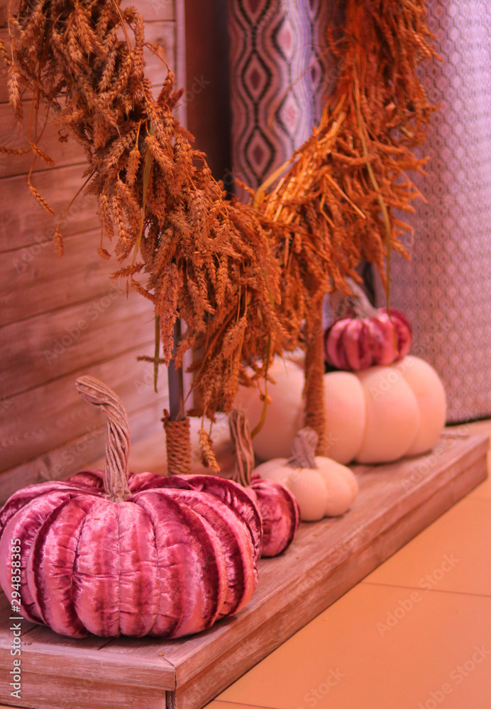 Obraz premium Halloween velvet pumpkin. Effective and beautiful.