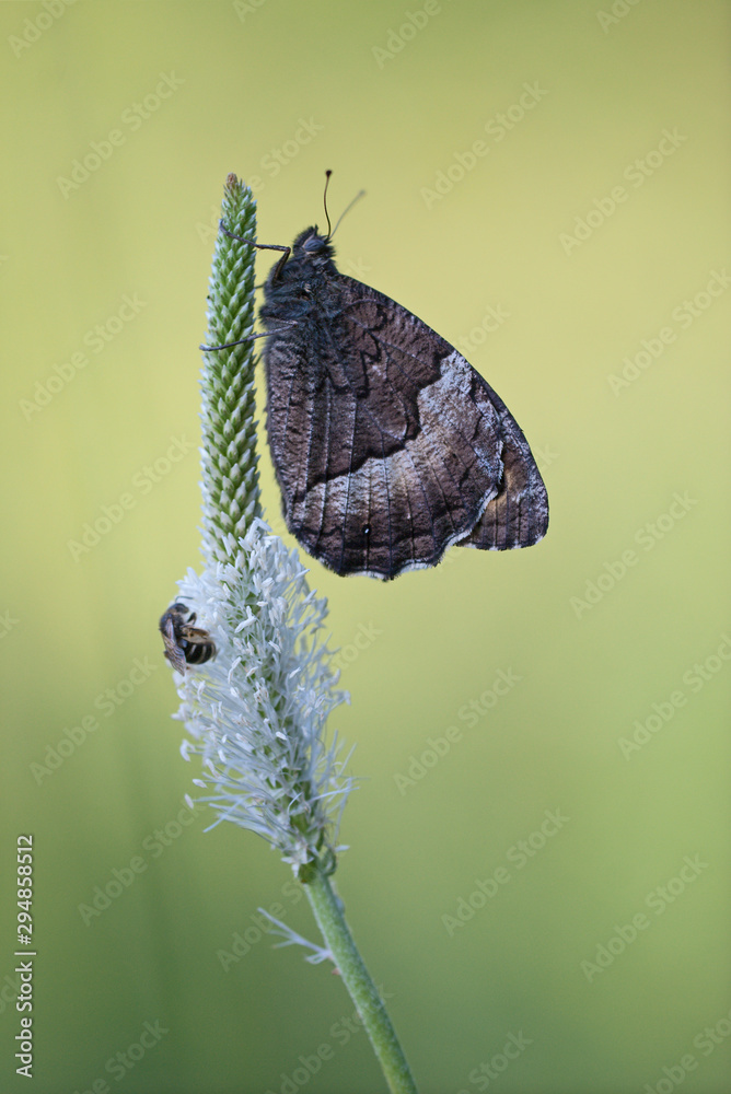 Φωτογραφία Woodland grayling (Hipparchia fagi) butterfly and a small solitary wild bee together on the inflorescence of hoary plantain (Plantago media)