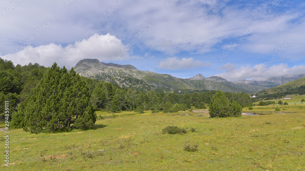Panorama di montagna con abeti e cielo blu