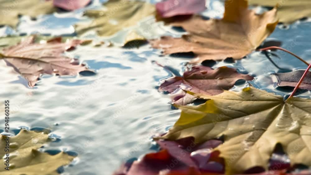 Breeze Stirs the Fallen Leaves. On the surface of the blue water are bright autumn leaves. The breeze on the water surface creates small ripples. Filmed at a speed of 120fps Breeze Stirs the Fallen Leaves. On the surface of the blue water are bright autumn leaves. The breeze on the water surface creates small ripples. Filmed at a speed of 120fps