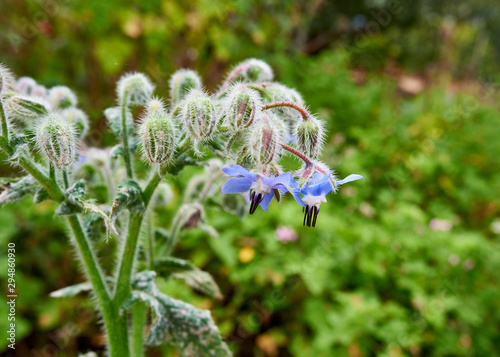 Drooping blue Borage (Borago officinalis) flowers in amongst a cluster of furry buds. photo