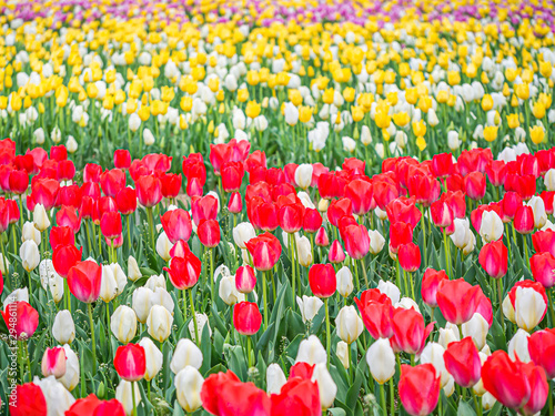 Fototapeta Naklejka Na Ścianę i Meble -  Abstract horizontal stripes or lines pattern and background of red, white, yellow and purple tulip flower in the field or meadow at the park or garden.