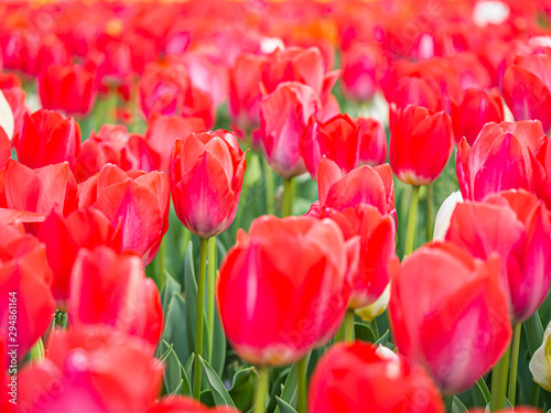 Abstract flower pattern. Closeup of vivid or vibrant red tulip flower in the field or meadow at the park or garden.