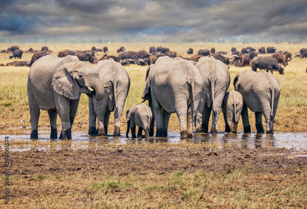 A herd of African elephants, including a baby, stand side by side drinking from a small waterhole, with buffalo grazing and dramatic clouds in the background. Botswana.
