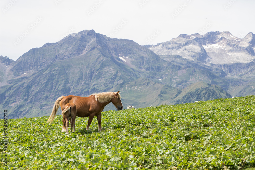 Fototapeta premium A wild horse in the mountains