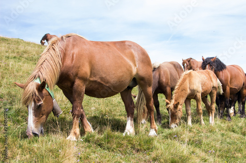 A group of wild horses grazing together in the mountains