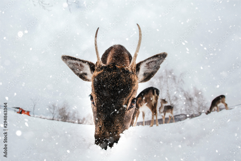Obraz premium Beautiful white-tailed deer in winter. Christmas concept.