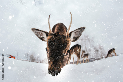 Beautiful white-tailed deer in winter. Christmas concept.