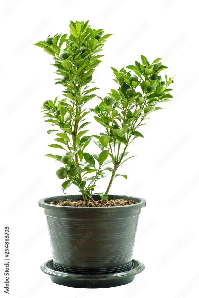 Small cirtus tree and fresh young fruit in black pot isolated on white background Small cirtus tree and fresh young fruit in black pot isolated on white background
