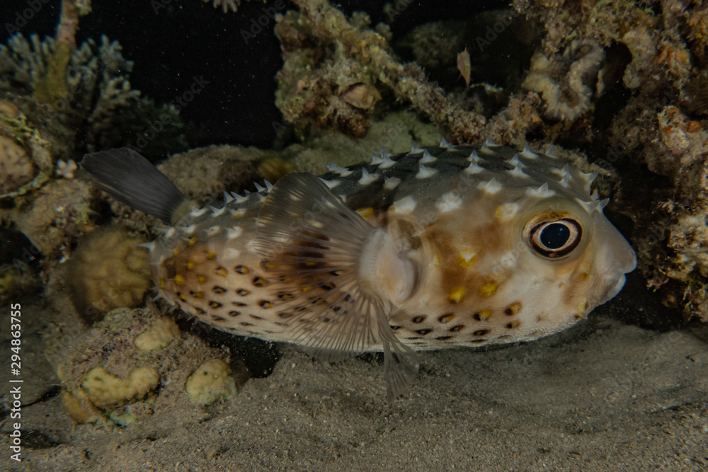 Fish swim in the Red Sea, colorful fish, Eilat Israel Fish swim in the Red Sea, colorful fish, Eilat Israel