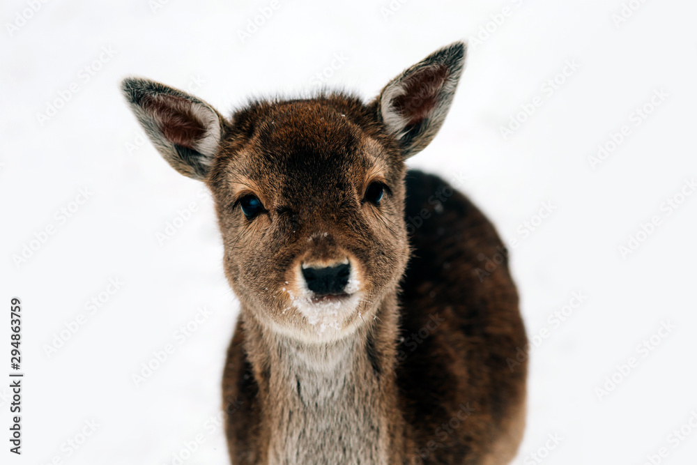 Beautiful white-tailed deer in winter. Christmas concept. Beautiful white-tailed deer in winter. Christmas concept.