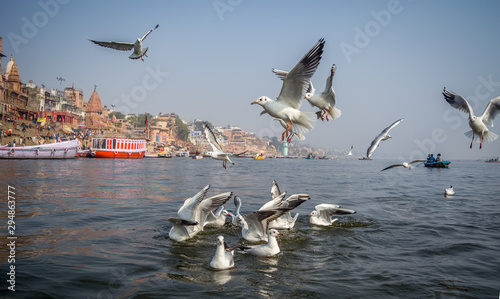 Cuadro en lienzo Seagulls of Varanasi