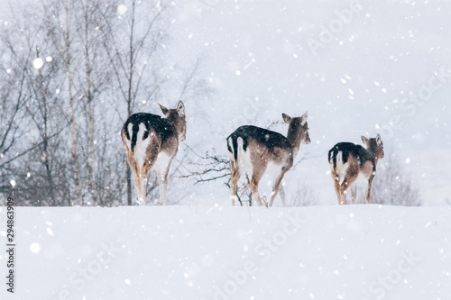 Beautiful white-tailed deer in winter. Christmas concept. photo