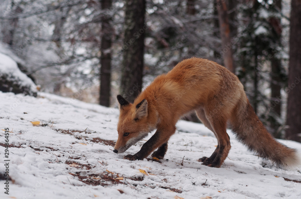 Red fox Red fox