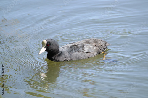 foulque sauvage photo