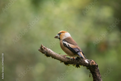 Male hawfinch perched on a branch.