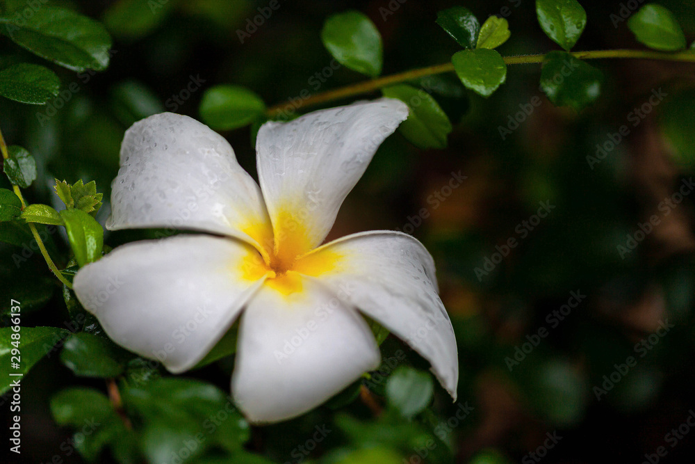 Fototapeta premium Amazing of Thai frangipani flowers on green leaf background. Thailand spa and therapy flower
