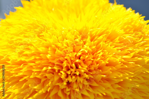 yellow flower  macro photo of yellow flower