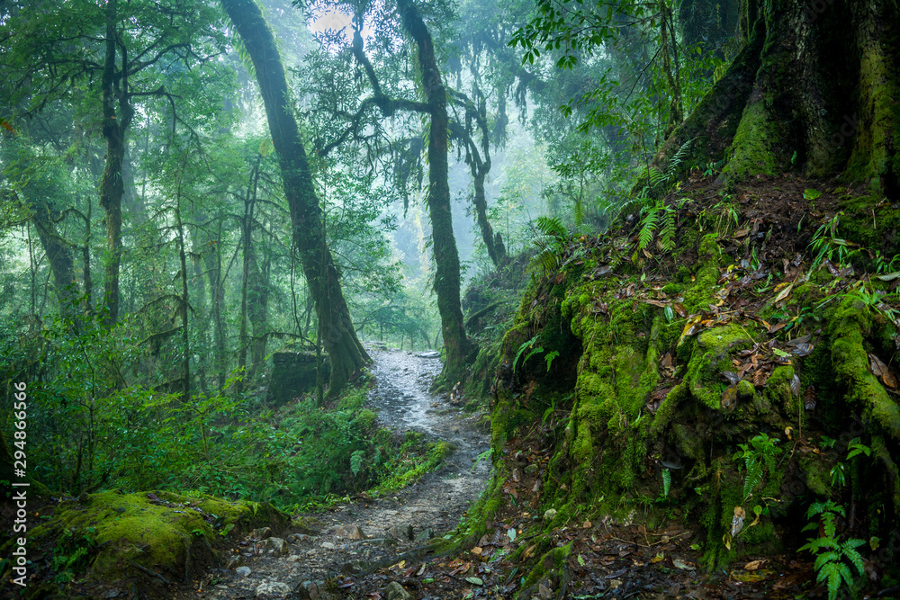Misty Himalayan forest