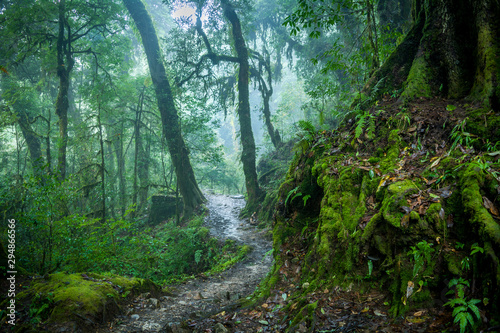 Fototapeta Naklejka Na Ścianę i Meble -  Misty Himalayan forest