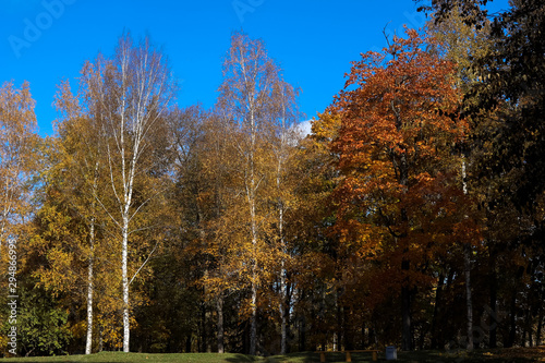 autumn in the park, trees against the blue sky