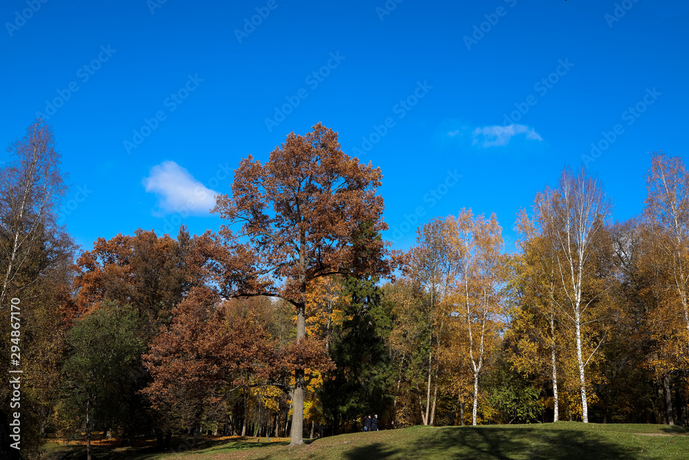 autumn in the park, trees against the blue sky
